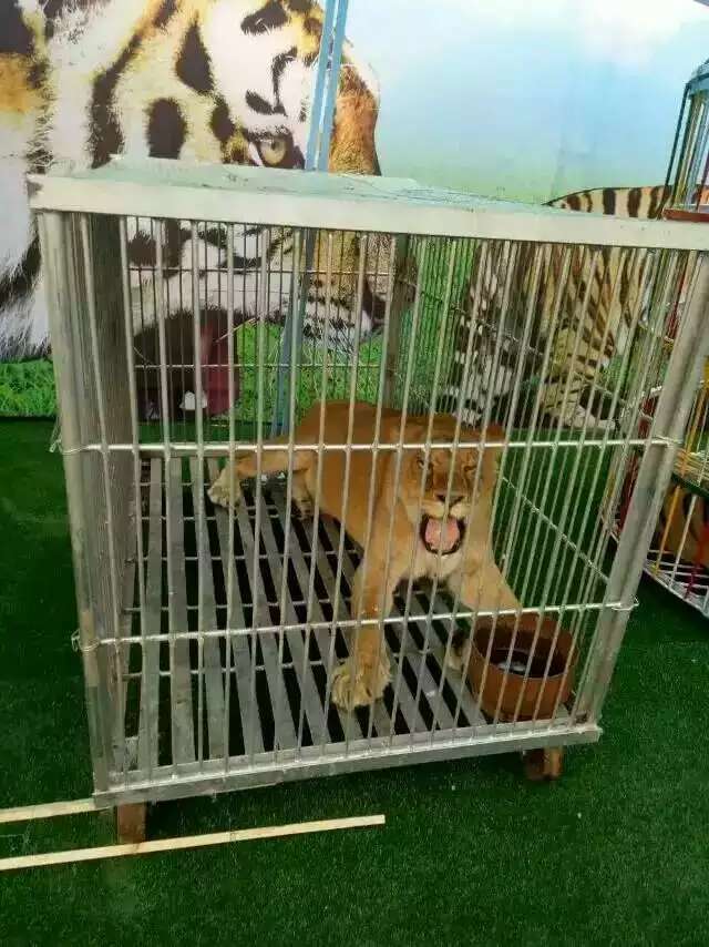 1513927446607745.jpg 1051366119.jpg