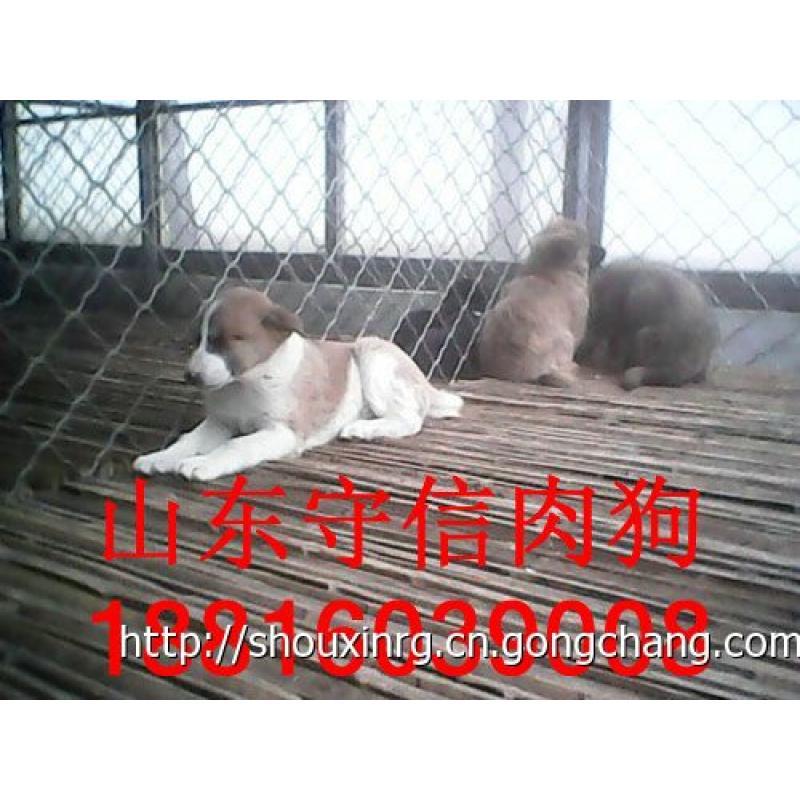 肉狗崽 肉狗崽