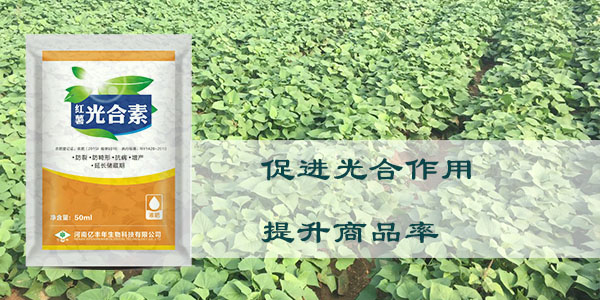 光合素促進光合作用，提升商品率.jpg