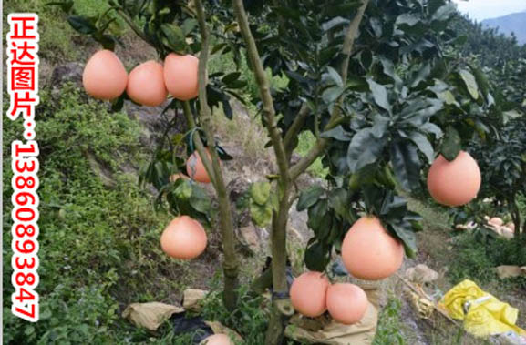 1474599726922090.jpg 12.jpg