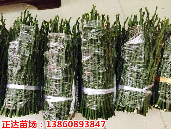 1474599668761901.jpg 22222.jpg