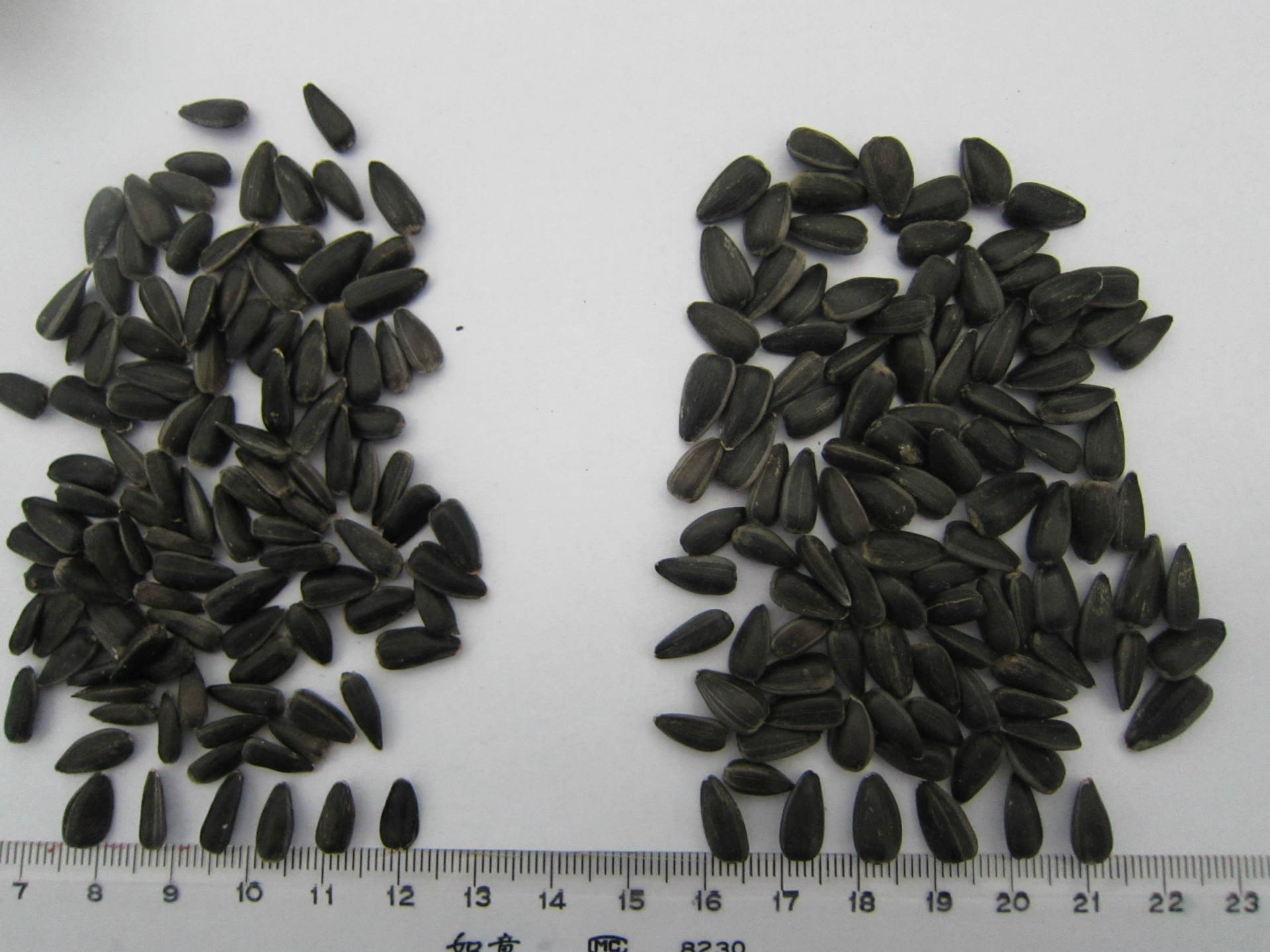 左邊榨油油葵，右邊脫殼油葵1