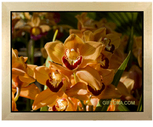 1502767931403276.gif 0_5d1f0_4b861d74_orig.gif