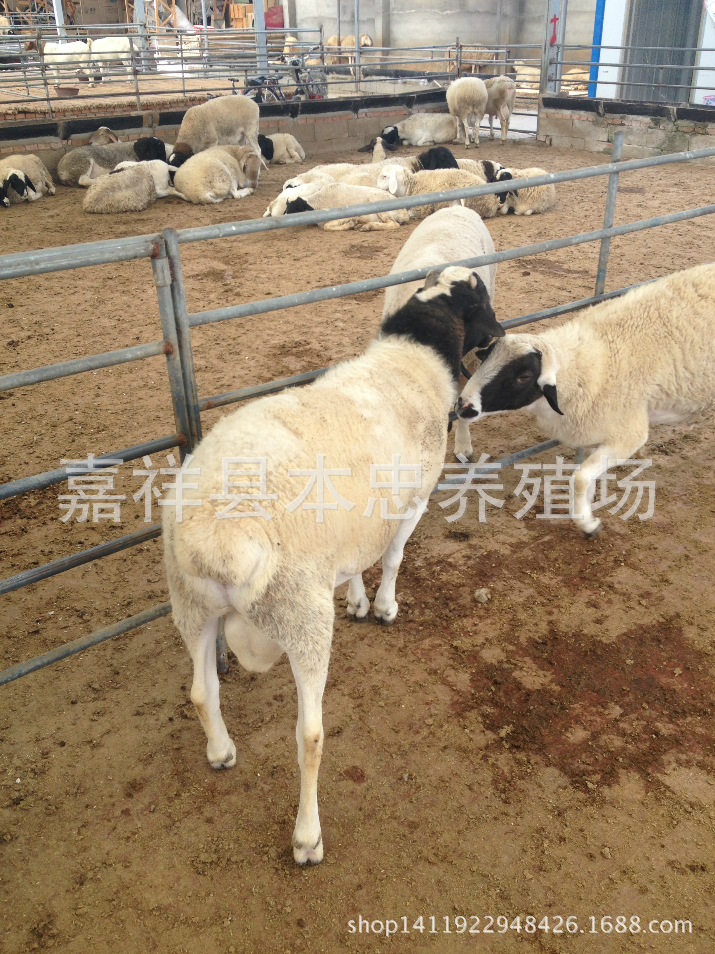 8月份新照片IMG_0617