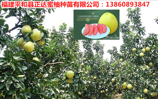 1488181380803145.jpg 3_副本.jpg