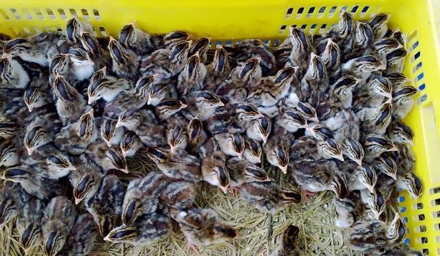 1497434709936947.jpg 1.jpg