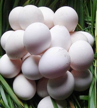 1487643114301751.jpg 蛋2.jpg