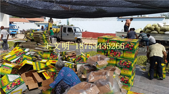 山東冬棗產地代收 (24).jpg