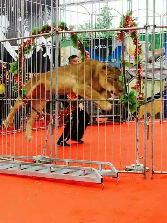 1513927459351787.jpg 1051366888.jpg