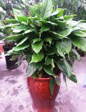 1463185312882747.jpg 7777.jpg