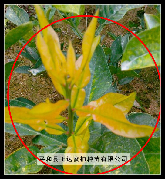 1473989933256762.jpg QQ圖片20150403100742_副本.jpg