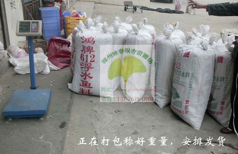 銀杏果待發貨圖